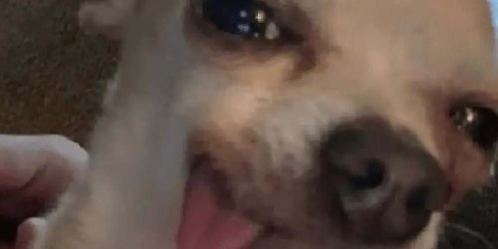 Imagem do grupo de WhatsApp 𝙾.𝙿.𝙳.𝚉 𝙳𝙾 𝚀𝚄𝙸𝚉 ✋🏻😝🤚🏻