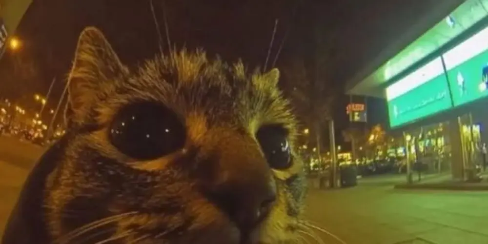 Imagem do grupo de WhatsApp 𝑹𝑶𝑻𝑯𝑴𝑨𝑵𝑺 '🎉