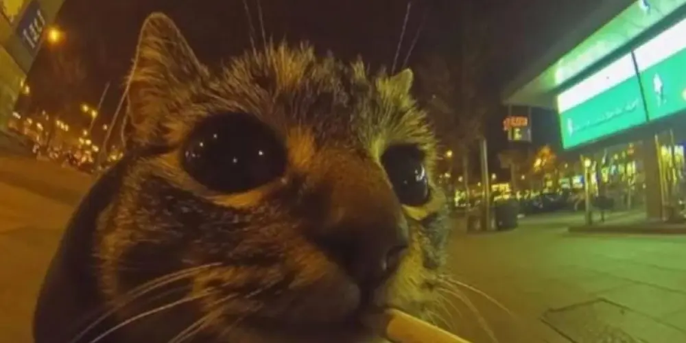 Imagem do grupo de WhatsApp ◥꧁ད 𝚁𝚎𝚜𝚎𝚗𝚑𝚊 ཌ꧂◤