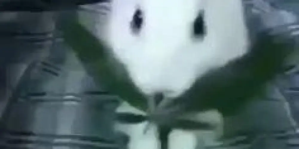 Imagem do grupo de WhatsApp 𝑇𝐻𝐸 𝑆𝐶𝑅𝐼𝑆𝑆𝑂𝑅 𝐶𝐻𝐴𝑇: