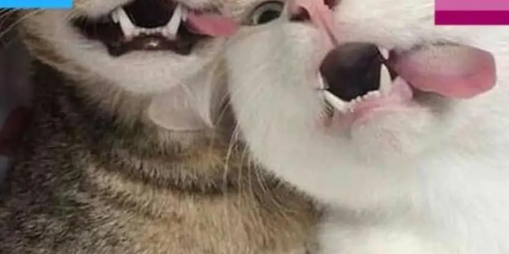 Imagem do grupo de WhatsApp 𝕰𝖑𝖆 𝖕𝖔𝖗 𝕰𝖑𝖆. 𝕰𝖑𝖊 𝖕𝖔𝖗 𝖊𝖑𝖊.✨🏳️‍🌈