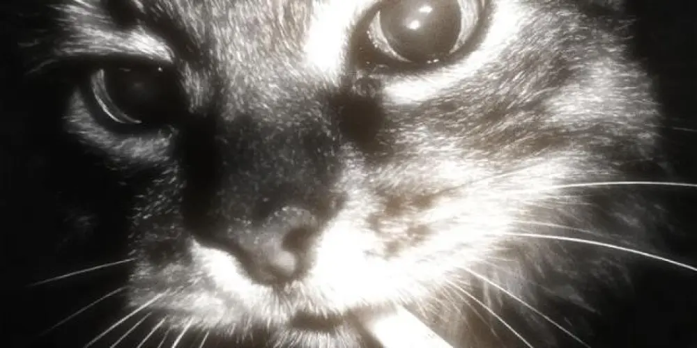 Imagem do grupo de WhatsApp ⸻ ◟ 𝘶𝘯𝘪𝘷𝘦𝘳𝘴𝘰 𝘱𝘢𝘳𝘢𝘭𝘦𝘭𝘰 ᯓ