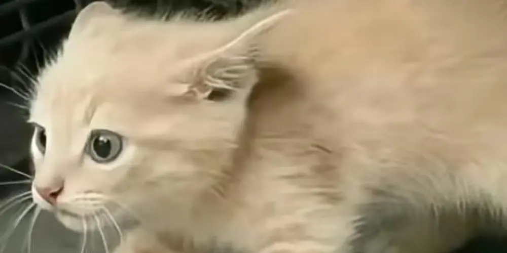 Imagem do grupo de WhatsApp 🫸𝐅𝐑𝐈𝐄𝐍𝐃𝐒 🫷