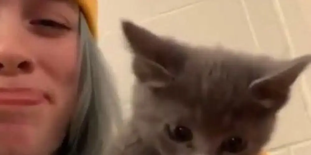 Imagem do grupo de WhatsApp 𝑪𝒂𝒏𝒕𝒊𝒏𝒉𝒐 𝒅𝒂 𝑩𝒊𝒍𝒍𝒊𝒆☆