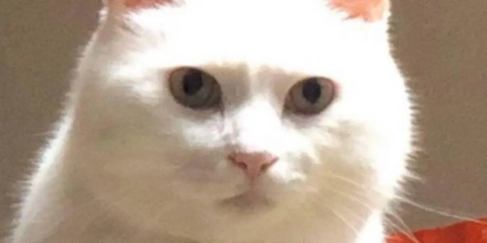 Imagem do grupo de WhatsApp 𝕿𝖚𝖗𝖒𝖆 𝖉𝖔𝖘 𝕰𝖝𝖕𝖑𝖔𝖘𝖎𝖛𝖔𝖘