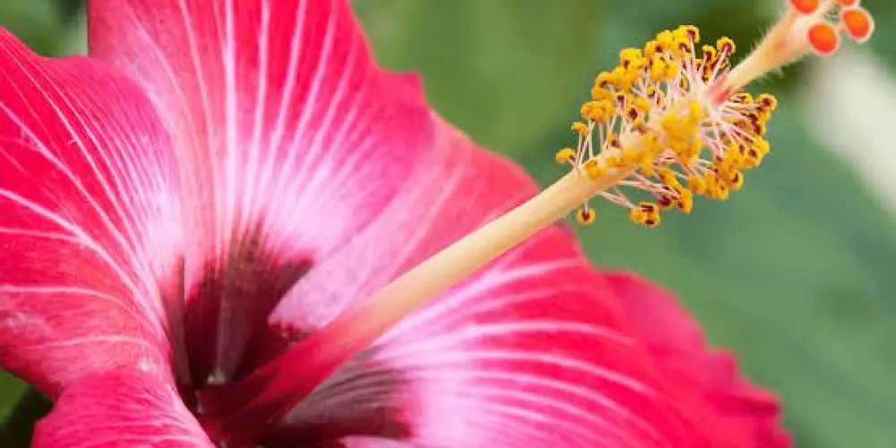 Imagem do grupo de WhatsApp 🌺𝑪𝒐𝒎𝒖𝒏𝒊𝒅𝒂𝒅𝒆 𝒆𝒎 𝑪𝒓𝒊𝒔𝒕𝒐🌺