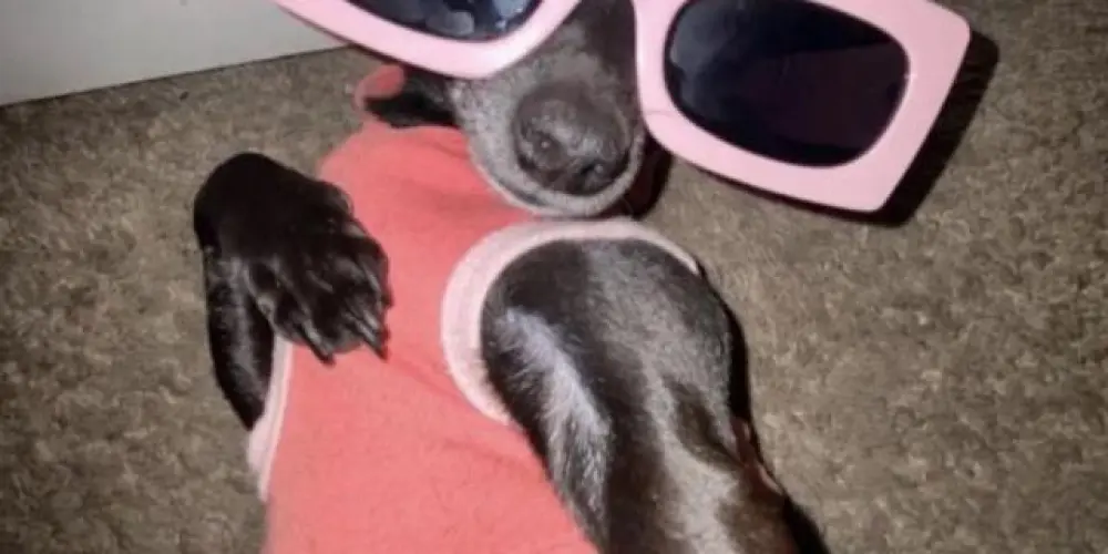 Imagem do grupo de WhatsApp 𝐑𝐄𝐒𝐄𝐍𝐇𝐀 💯