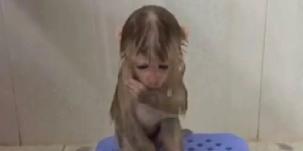 Imagem do grupo de WhatsApp 🌀 𝙡𝙘𝙯 - 𝙡𝙖́ 𝙘𝙖𝙨𝙖 𝙙𝙚 𝙯𝙤𝙚𝙞𝙧𝙖 🌀