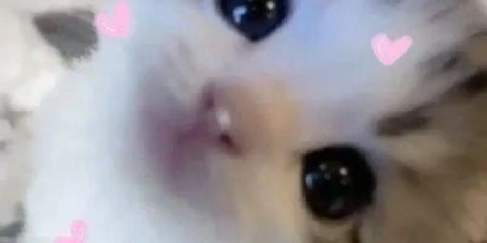 Imagem do grupo de WhatsApp ★𝑺𝒐𝒖𝒍 ¡ 𝑺𝒊𝒔𝒕𝒆𝒓𝒔★