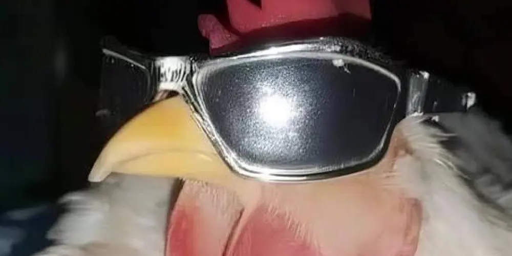 Imagem do grupo de WhatsApp 𝕮𝖍𝖆𝖙 𝕯𝖔 𝕻𝖔𝖒𝖇𝖔 🐔