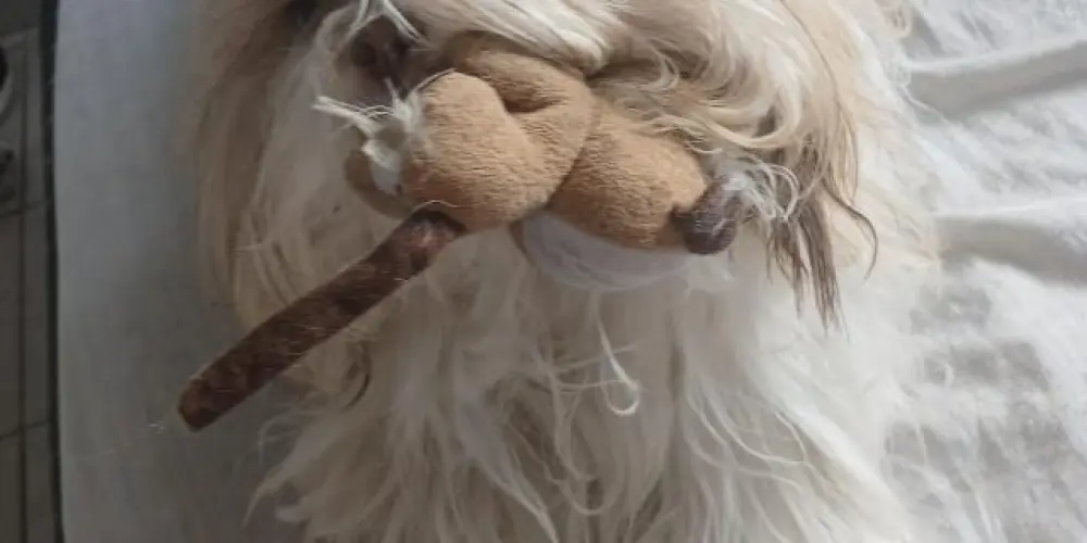 Imagem do grupo de WhatsApp [🇧🇷ℍ𝕠𝕤𝕡𝕚𝕔𝕚𝕠 𝔹𝕣𝕒𝕤𝕚𝕝𝕖𝕚𝕣𝕠🇧🇷]