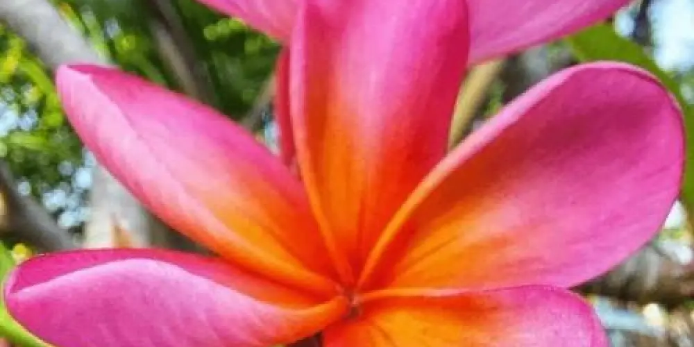 Imagem do grupo de WhatsApp 𝓤𝓷𝓲𝓭𝓸𝓼 𝓷𝓸 𝓐𝓶𝓸𝓻 🌷