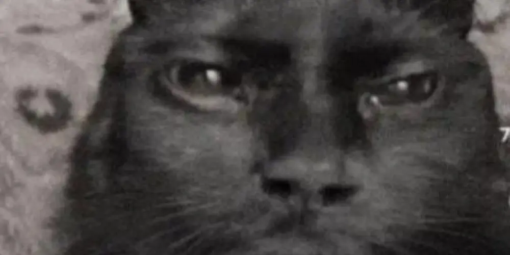 Imagem do grupo de WhatsApp 𝑳𝒆𝒌𝒛𝒂𝒅𝒂 🗣️💯