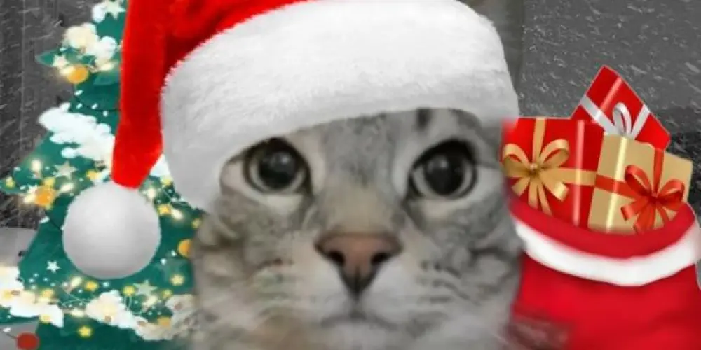 Imagem do grupo de WhatsApp ★꙳•❅🎄 𝑭𝑰𝑬𝑺𝑻𝑨 🎅❆•꙳★