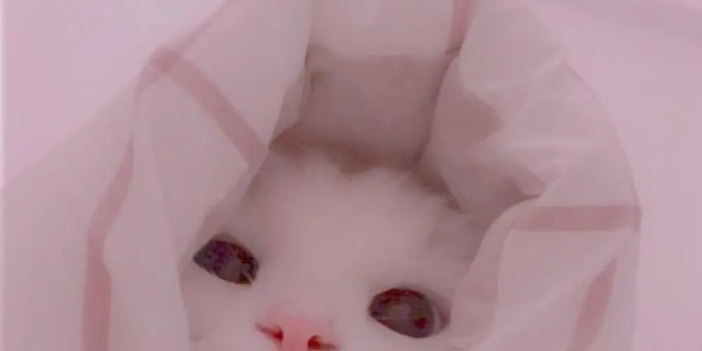 Imagem do grupo de WhatsApp |▽//🍰)𝕊𝕆ℕ𝔸ℝ𝕀𝔸シ︎ 𝐒𝐤𝐲