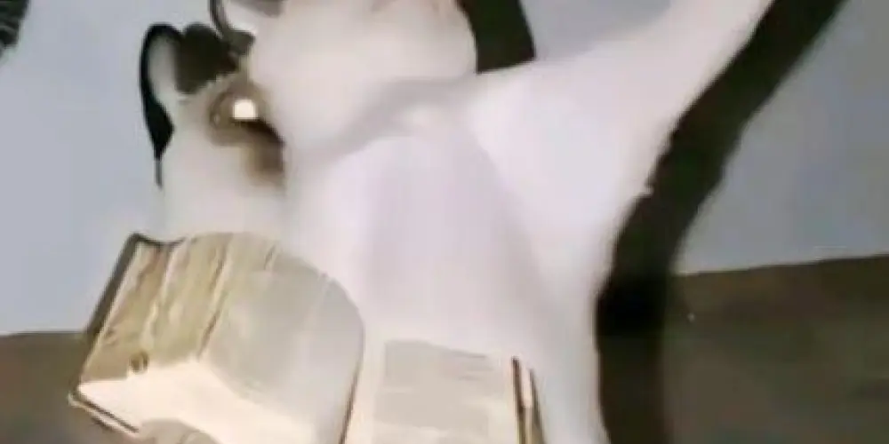 Imagem do grupo de WhatsApp ᵕ٭☘︎˙•† 𝑨𝒍𝒊𝒂𝒏𝒄̧𝒂 𝑱𝒐𝒗𝒆𝒎 †•˙☘︎*ᵕ