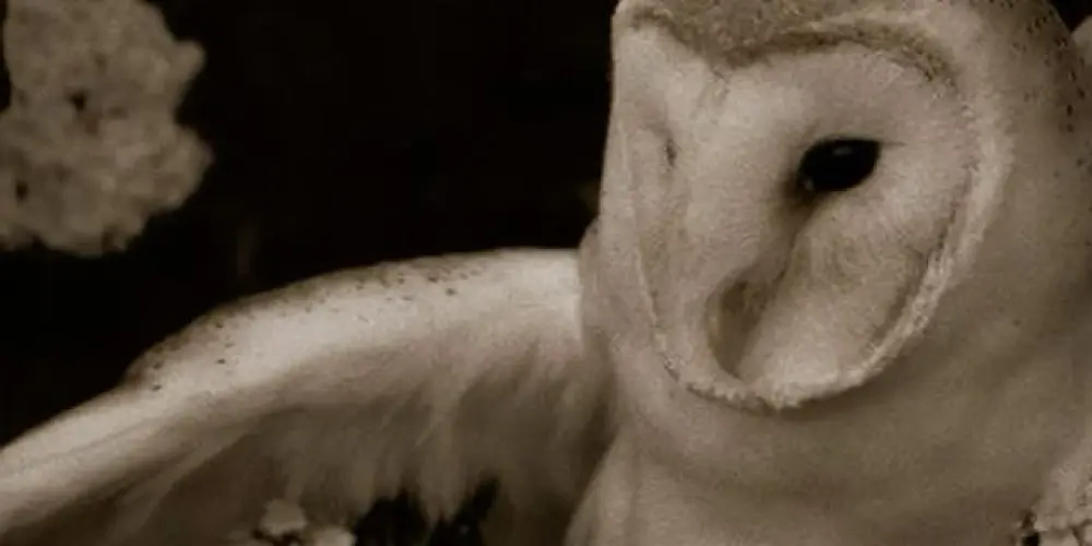 Imagem do grupo de WhatsApp 🌹⏤͟͟͞͞𝙋𝕠𝕚𝕤𝕠𝕟∘.٭*✰