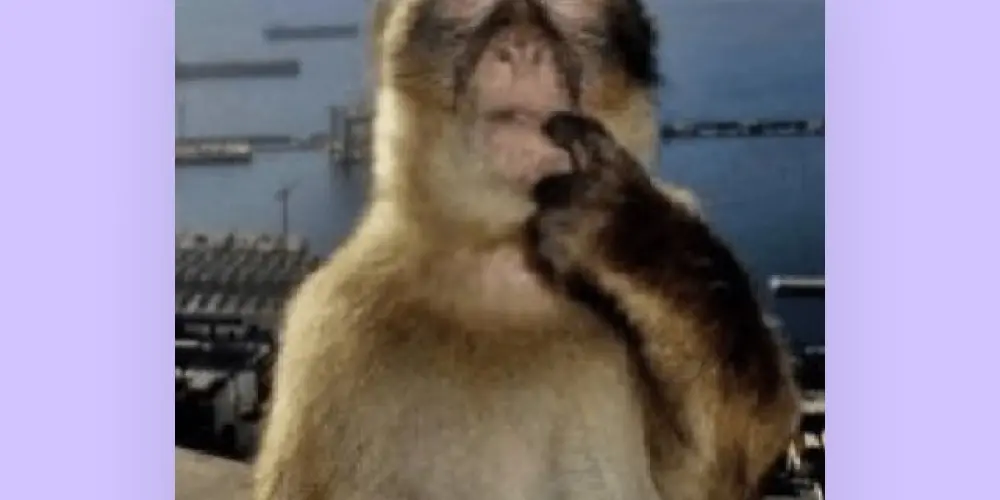 Imagem do grupo de WhatsApp ✨𝙌 𝙡𝙪𝙜𝙖𝙧 𝙚𝙣𝙜𝙧𝙖𝙘̧𝙖𝙙𝙤 𝙚́ 𝙚𝙨𝙨𝙚 👾✨