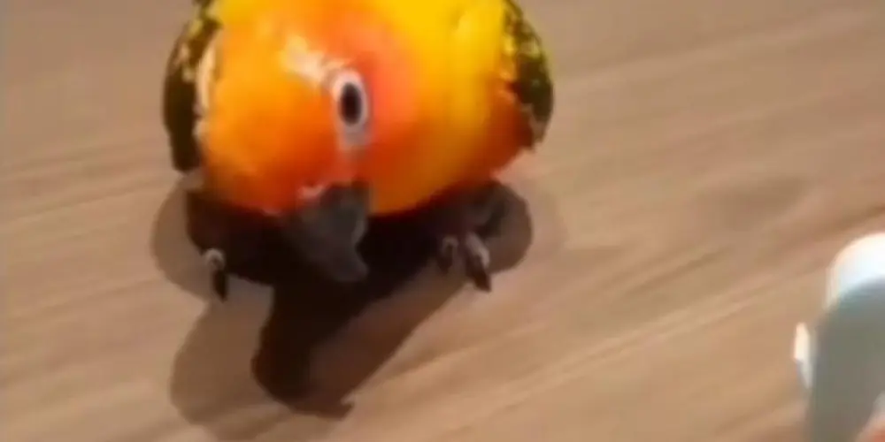 Imagem do grupo de WhatsApp 𝙁𝙖𝙢𝙞́𝙡𝙞𝙖 𝙩𝙩𝙠