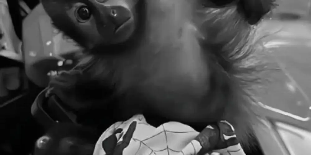 Imagem do grupo de WhatsApp 𝐂𝐨𝐧𝐬𝐞𝐥𝐡𝐨 𝐝𝐨𝐬 𝐦𝐚𝐜𝐚𝐜𝐨𝐬🐒