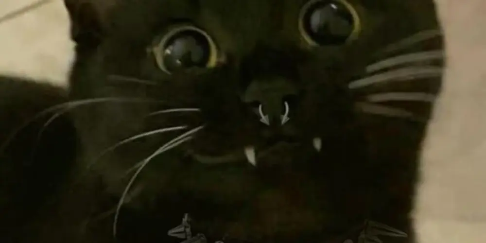 Imagem do grupo de WhatsApp 𝐀𝐊𝐀𝐈 𝟐𝟒𝐇 💀