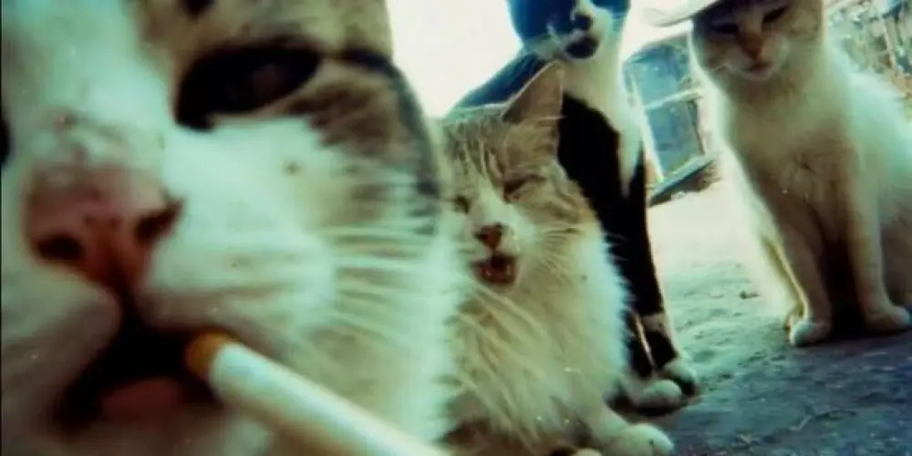 Imagem do grupo de WhatsApp ⋘⋱𝕷𝖔𝖛𝖊𝖘 𝖉𝖆 𝖒𝖎𝖑𝖑𝖞⋰⋙