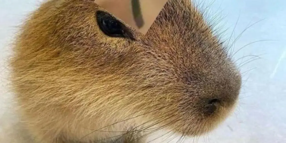 Imagem do grupo de WhatsApp 🌌 𝖀𝖓𝖎𝖛𝖊𝖗𝖘𝖔 𝖉𝖔𝖘 𝕮𝖔𝖓𝖊𝖈𝖙𝖆𝖉𝖔𝖘 🌌