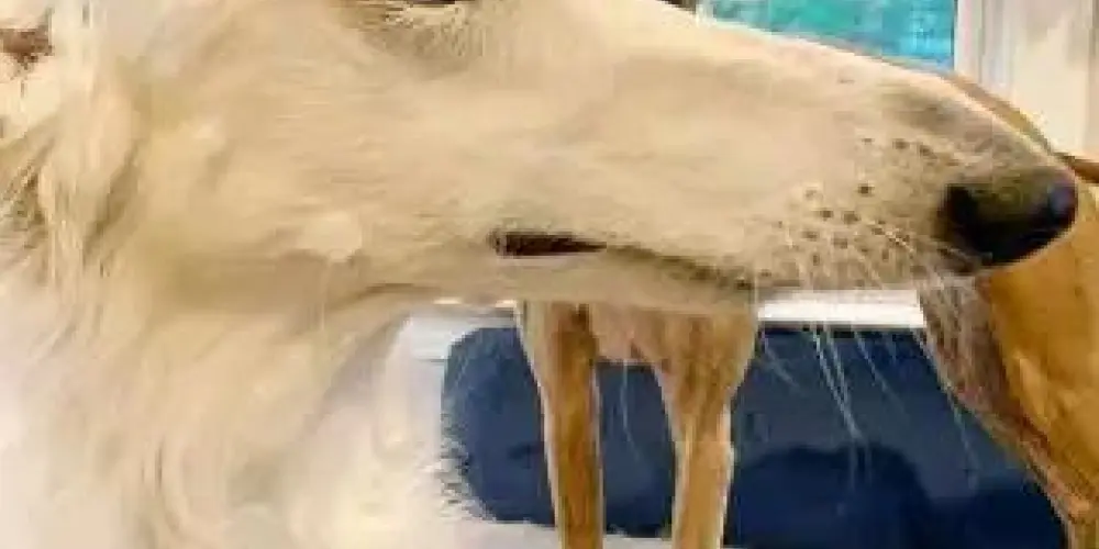 Imagem do grupo de WhatsApp ℂ𝕙𝕒𝕥 𝕕𝕠 𝕃𝕦𝕗𝕗𝕪