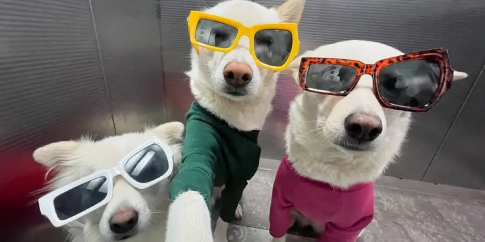 Imagem do grupo de WhatsApp 𝔒𝔰 𝔦𝔫𝔰𝔞𝔫𝔢 🐉