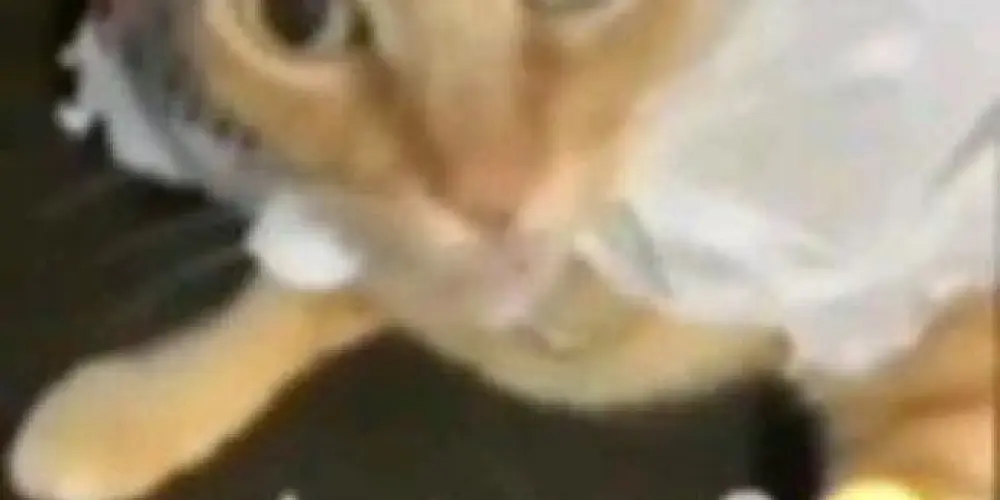 Imagem do grupo de WhatsApp 𝑺𝑯𝑰𝑻𝑷𝑶𝑺𝑻 𝑼𝑵𝑫𝑬𝑹𝑮𝑹𝑶𝑼𝑵𝑫 💦