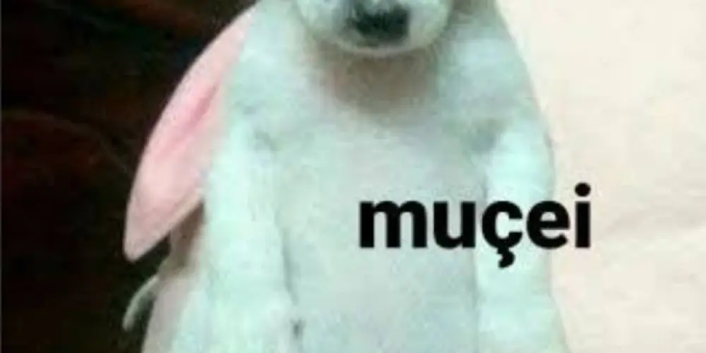 Imagem do grupo de WhatsApp ꧁𝙵𝙸𝙶𝚄𝚁𝙸𝙽𝙷𝙰𝚂 𝚂𝙴𝙼 𝙵𝚁𝙴𝙸𝙾꧂