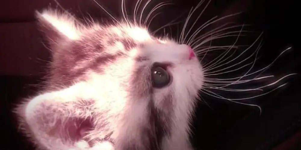 Imagem do grupo de WhatsApp 𝑺𝒖𝒔𝒔𝒖𝒓𝒓𝒐𝒔 𝒅𝒂 𝑽𝒊𝒅𝒂 🍃🎐