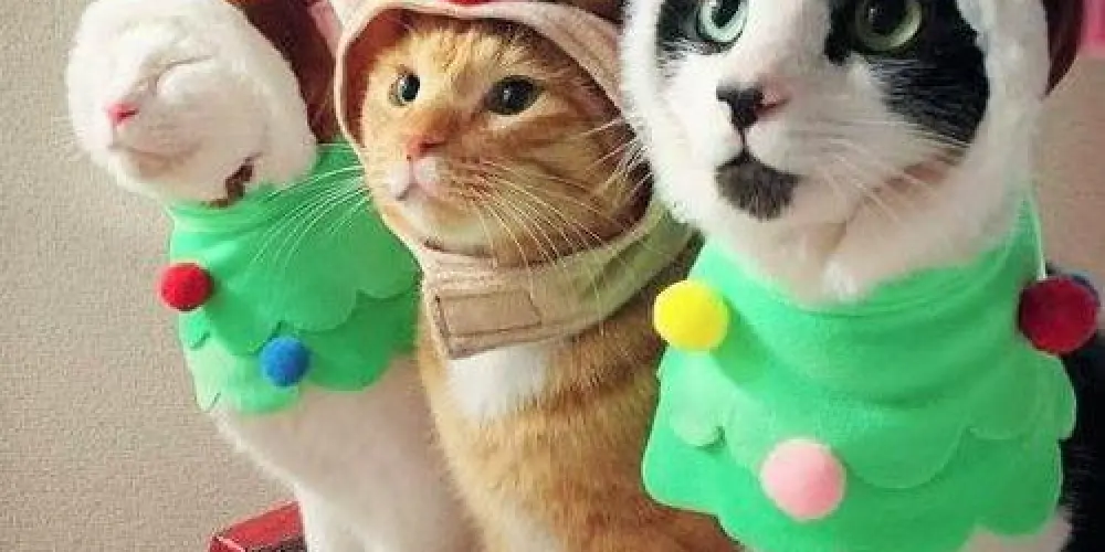 Imagem do grupo de WhatsApp 💕 𝒩𝑜𝓈𝓈𝑜 𝒞𝒶𝓃𝓉𝒾𝓃𝒽𝑜 💖