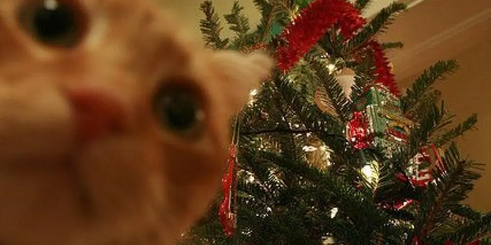 Imagem do grupo de WhatsApp 💝🎄⋱𝕷𝖔𝖛𝖊𝖘 𝖉𝖆 𝖒𝖎𝖑𝖑𝖞⋰🎅🏻💝