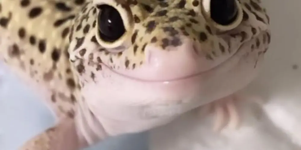 Imagem do grupo de WhatsApp 𝕁𝕆𝔾𝕆𝕊