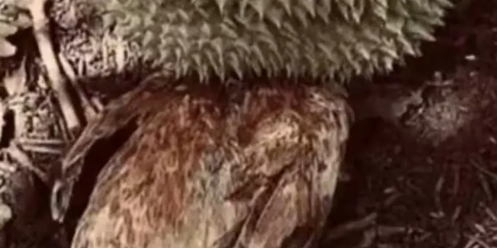 Imagem do grupo de WhatsApp 𝑨𝑪𝑨𝑫𝑺𝑬𝑿🎀