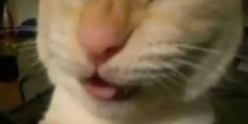 Imagem do grupo de WhatsApp 𝑨𝒏𝒐 𝑵𝒐𝒗𝒐 𝑨𝒎𝒊𝒛𝒂𝒅𝒆𝒔 𝑵𝒐𝒗𝒂𝒔