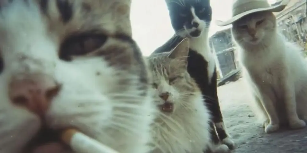 Imagem do grupo de WhatsApp 𝔒𝔰 𝔦𝔫𝔰𝔞𝔫𝔢 🐉