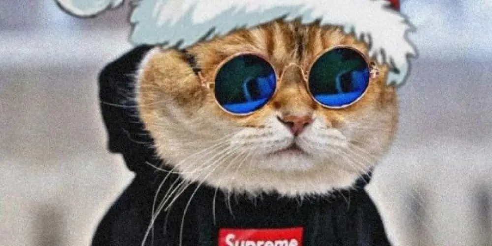 Imagem do grupo de WhatsApp 𝙊𝙎 𝙍𝙀𝙎𝙀𝙉𝙃𝙀𝙄𝙍𝙊𝙎 😎👊🏻💡