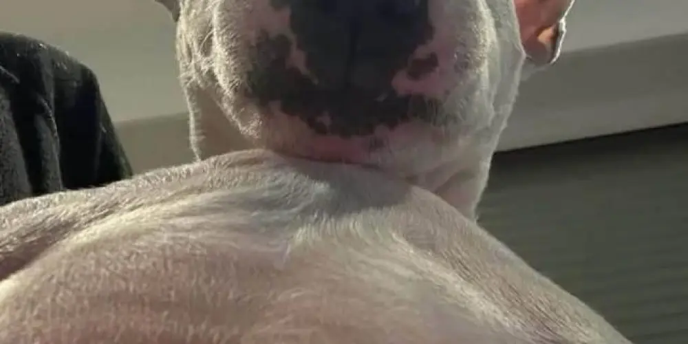 Imagem do grupo de WhatsApp ミ★ 𝘿𝙖𝙧𝙠𝙬𝙖𝙫𝙚 𝘾𝙡𝙖𝙣 ★彡