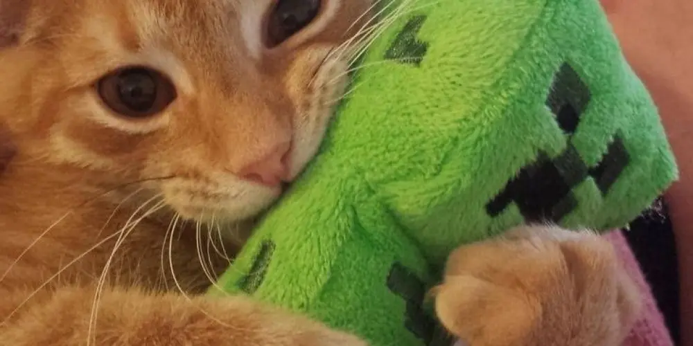 Imagem do grupo de WhatsApp 🎊 • 🅛🅞🅢🅔🅡'🅢 🅒🅛🅤🅑 • 🎊