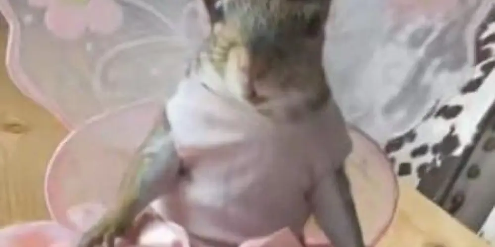 Imagem do grupo de WhatsApp 𝑴𝒐𝒐𝒏𝒔