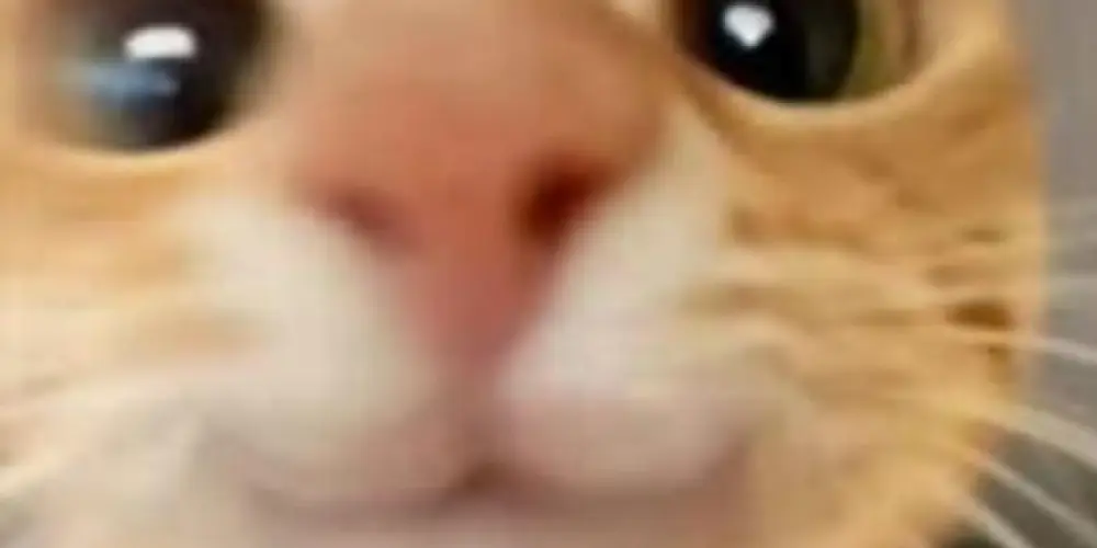 Imagem do grupo de WhatsApp 𝙕𝙤𝙚𝙞𝙧𝙖 𝙙𝙖 𝙗𝙤𝙖