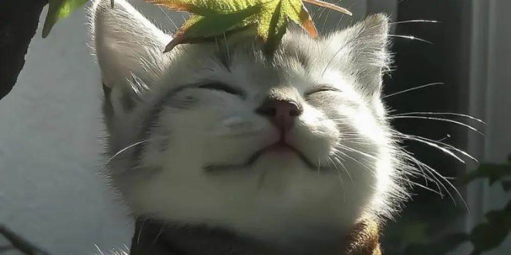 Imagem do grupo de WhatsApp 𝘾𝙖𝙣𝙩𝙞𝙣𝙝𝙤 𝙖𝙘𝙤𝙡𝙝𝙚𝙙𝙤𝙧 🏠