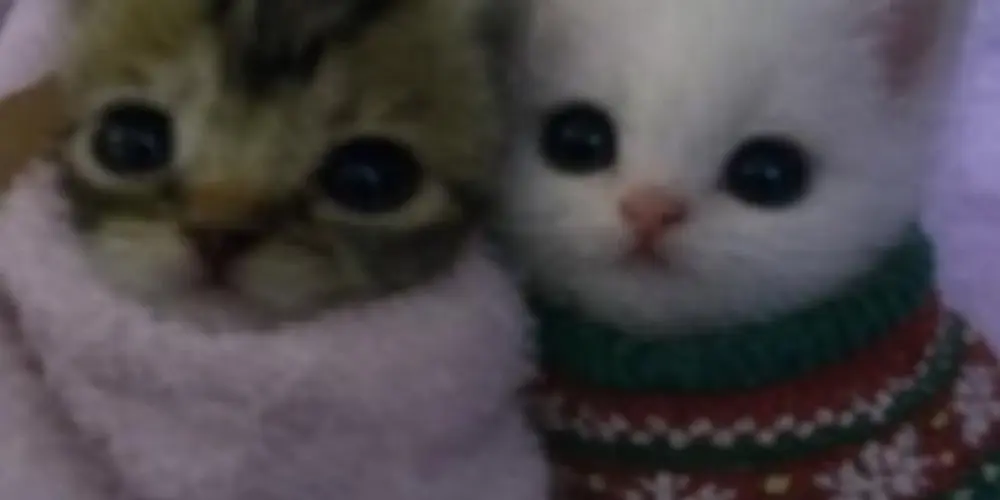 Imagem do grupo de WhatsApp 𝖢𝗁𝖺𝗍 𝖿𝗈𝖿𝗈