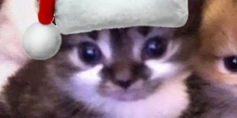 Imagem do grupo de WhatsApp 𝕺𝖘 𝕮𝖆𝖓𝖈𝖊𝖑𝖆𝖉𝖔𝖘⚠︎