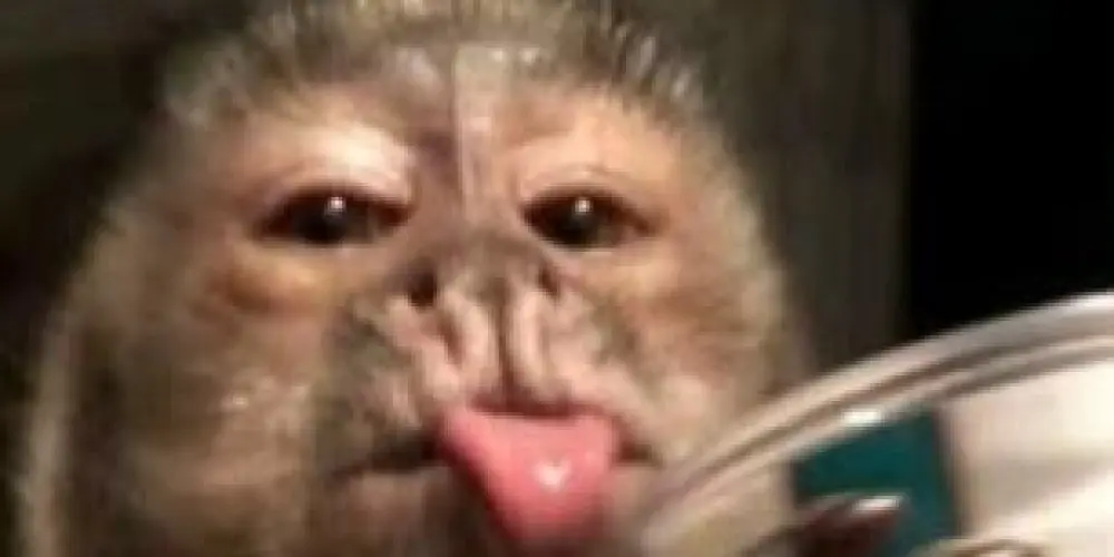 Imagem do grupo de WhatsApp ꪶ  ⃟👺𝕽𝖊𝖘𝖊𝖓𝖍𝖆 𝕿𝖔𝖙𝖆𝖑😶‍🌫️