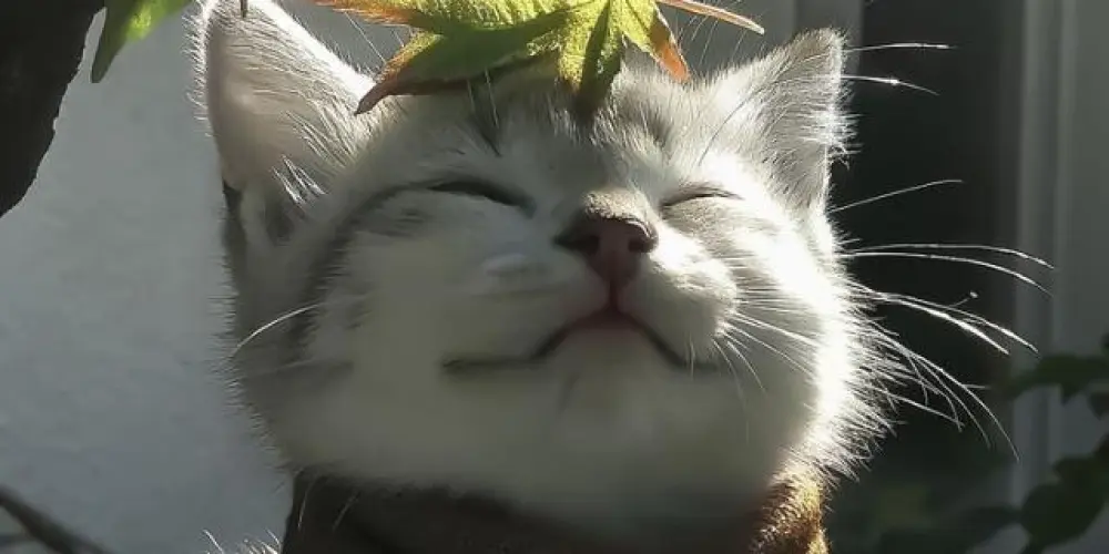 Imagem do grupo de WhatsApp 𝐻𝒪𝒯𝐸𝐿 𝒟𝒪𝒮 𝒱𝐼𝑅𝒢𝐸𝒩𝒮 🎡