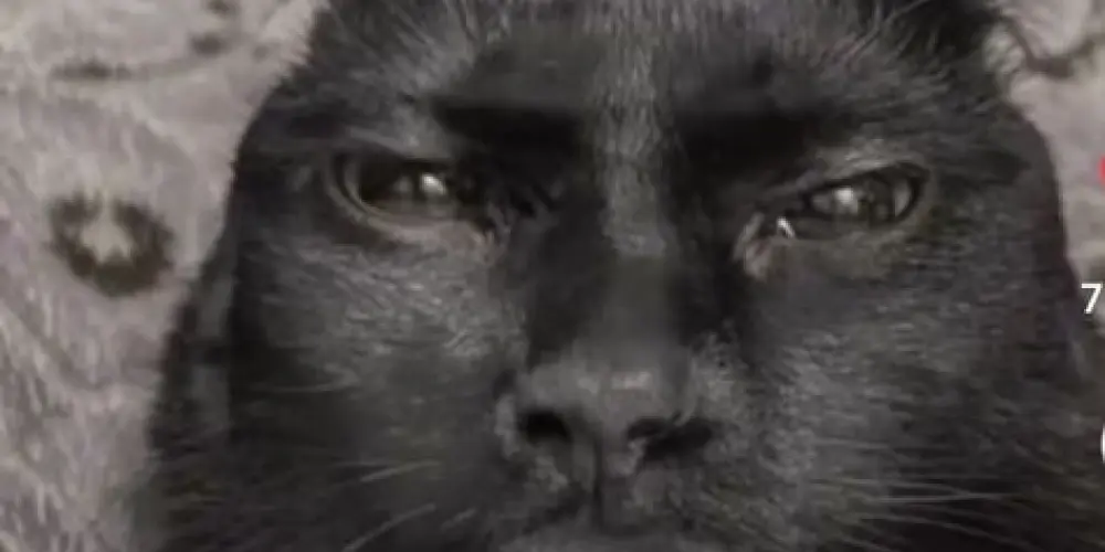 Imagem do grupo de WhatsApp 𝔻𝕖𝕤𝕖𝕞𝕡𝕣𝕖𝕘𝕒𝕕𝕠𝕤