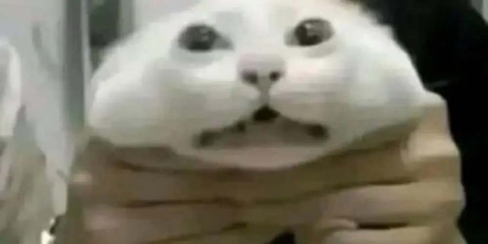 Imagem do grupo de WhatsApp [🇧🇷𝘾𝙤𝙢𝙪𝙣𝙞𝙙𝙖𝙙𝙚 𝘽𝙧𝙖𝙨𝙞𝙡𝙚𝙞𝙧𝙖🇧🇷]